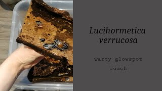 Warty glowspot roach (Lucihormetica verrucosa) | Roachmas #19