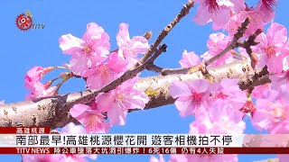 高雄桃源櫻花盛開 大批遊客前來觀賞  2020-01-14 IPCF-TITV 原文會 原視新聞