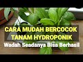 INI CARA MUDAH HEMAT  DAN BERHASIL MENANAM HYDROPONIK