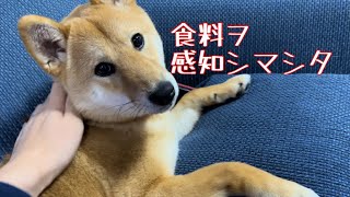 食いしん坊が故に、冷蔵庫を開ける音に反応する柴犬