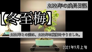 盆栽【冬至梅(白)】2021年の成長日記(昨年と比較) Bonsai [Ume] 2021 Growth Diary (compared to last year)