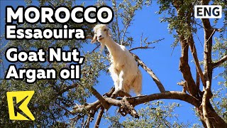 【K】Morocco Travel-Essaouira[모로코 여행-에사우이라]나무위의 염소 열매, 아르간오일/Goat/Argan/Oil/Plants