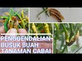 Pengendalian Busuk Buah pada Tanaman Cabai