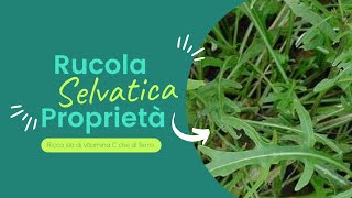 Rucola Selvatica \