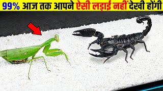 जब कीड़ों के बीच हुआ खतरनाक युद्ध | Dangerous Fight Between Insects| Top interesting facts| scorpio