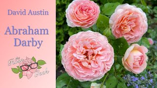 🌹 David Austin's Abraham Darby Rose |Third Year | AUScot