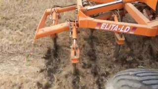 Elita LD drilling oil seed rape