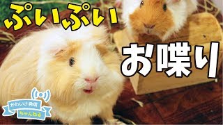 へやんぽでひとり言をつぶやく可愛いモルモット　cute guineapig