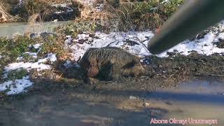 🐗🐗DEV azılı domuz avı ##wild boar hunting ##🐗🐗🐗🐗