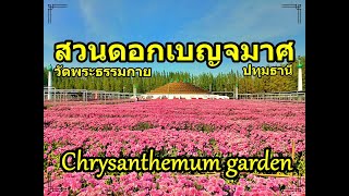 สวนดอกเบญจมาศ ปทุมธานี Chrysanthemum Garden. #ทริปตามใจไปตามทาง