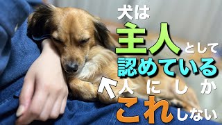 犬は主人として認めている人にだけこの行動をします。