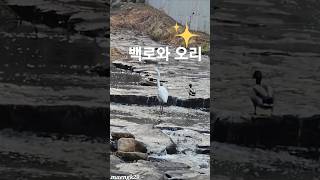 좋은친구들.. 🦆 🦩 #야생조류