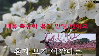 과수_배꽃.복숭아꽃이 만발하였습니다_혼자 보기 아깝다는