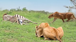 Unexpectedly! Mother Zebra Accidentally Helps Lion Kill Her Calf- Lion Attack Zebra