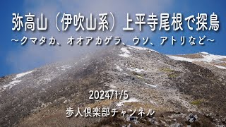 弥高山（伊吹山系）の探鳥記録　2024年1月5日　クマタカ、オオアカゲラ、ウソ、アトリなど