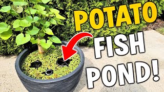 Easy Ricefish Patio Pond (NO-Plugs) Patio / Deck Tutorial