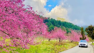 【 季節限定 】2022 武陵賞櫻一日遊 Part-1   雪山登山口、露營區、桃子園   Wuling Farm Cherry Blossom Season