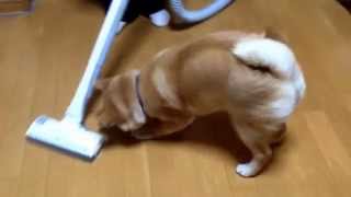 柴犬の子犬どんぐり、掃除機の邪魔をする Puppy Shiba Inu Donguri, get in the way of the vacuum cleaner