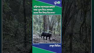 ওড়িশার নয়াগড়ের জঙ্গলে বাচ্চা মুখে নিয়ে কোথায় রওনা দিল বিষণ্ণ চিতাবাঘ?#Leopard #NayagarhForest