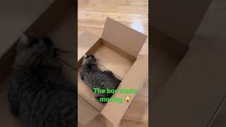 The Great Escape 😎😼😹Please Subscribe ❤️#shorts #viral #funny #cat
