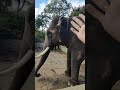 i spent the day with elephants in coorg dubareelephantcamp shortsfeed