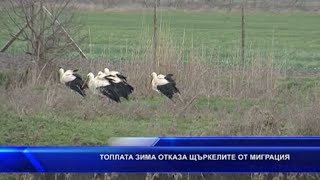 Топлата зима отказа щъркелите от миграцията