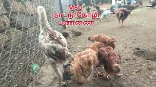 #MSG  நாட்டு கோழி பண்ணை #cleaning completed 😌