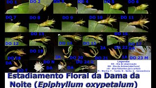 Fases do Desenvolvimento Floral ( Estadiamento Floral) da Dama da Noite (Epiphyllum oxypetalum)