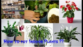 Planting Indoor Plants| INDOOR PLANTS എങ്ങനെ പോട്ട് ചെയ്യാം| How to pot Indoor Plants in proper way