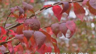 紅葉が美しい！錦木（ニシキギ）の特徴と管理方法　加須市・久喜市・幸手市の植木屋