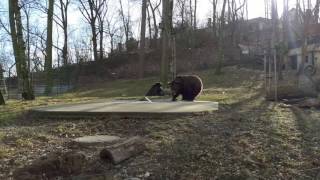 Brown bears at Mestska Hora in Beroun city, Czech Republic.