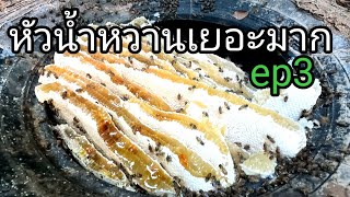 #Bee burrows in the tire ตีผึ้งโพรงในยางรถยนต์หัวน้ำหวานเยอะมากep3#