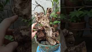 Tanuki: Deadwood Bonsai