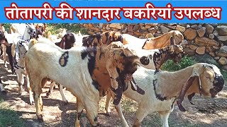 #goatfarm #sastibakri । jai maa bhawani goat farm 9680518353 तोतापुरी बकरी उपलब्ध। totapuri goat