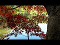 京都・紅葉（金閣寺） kyoto japan 4k 動画 autumn leaves fdr ax100