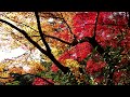 京都・紅葉（金閣寺） kyoto japan 4k 動画 autumn leaves fdr ax100