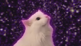 Take On Meow