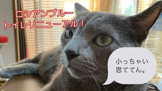 【ロシアンブルー】めろん、トイレをリニューアル！【猫】