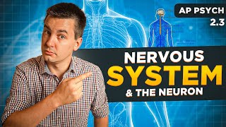 Nervous System & The Neuron [AP Psychology Unit 2 Topic 3]