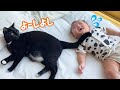 赤ちゃんに尻尾でトントンしてあげるお兄ちゃん猫が優しすぎた‼︎