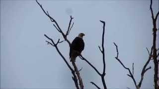 Eagle Launch