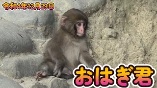 【ニホンザル・赤ちゃん】おはぎ君　令和4年12月29日