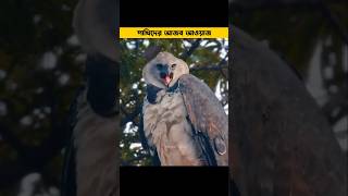 পাখিদের অদ্ভুত আওয়াজ | Weirdest bird sounds #banglafacts #unknownfacts #facts_bangla #shorts