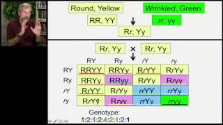 Inheritance | Independent Assortment and Random Fertilization