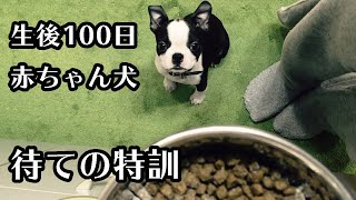 【生後１００日】おすわり・待ての練習をするボストンテリアの赤ちゃん