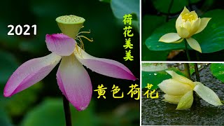 2021 HK城門谷公園的驚喜：清水出芙蓉之黃色荷花\u0026夏雨之牡丹荷