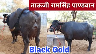 ताऊजी राम सिंह पांडवान के पास एक बार फिर से शानदार मुर्राह पशुधन    Black Gold Murrah Animals 😍