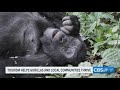 TRAVEL TUESDAY: Gorilla trekking boosts conservation and communities in East Africa