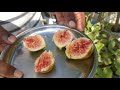 fig fruit harvest மாடி தோட்டத்தில் அத்திப்பழம் அறுவடை