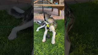 Breeze Blows Husky’s Ear Away! 🐺🐾🦴 #animals #animalshorts #cute #dogs #dogshorts #dog #pets #pet